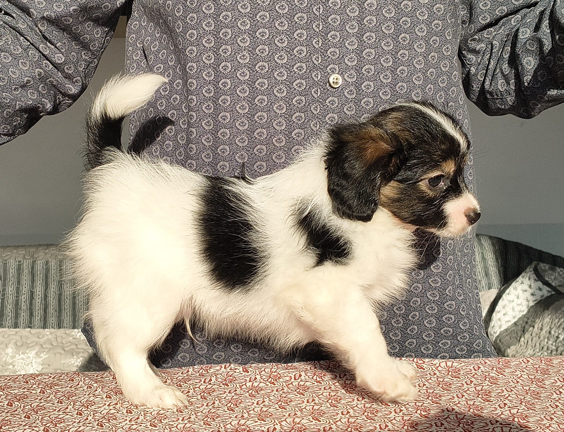 GONZALO-Abrazo-Alado-phalene-litter-G-2025-12-08-05