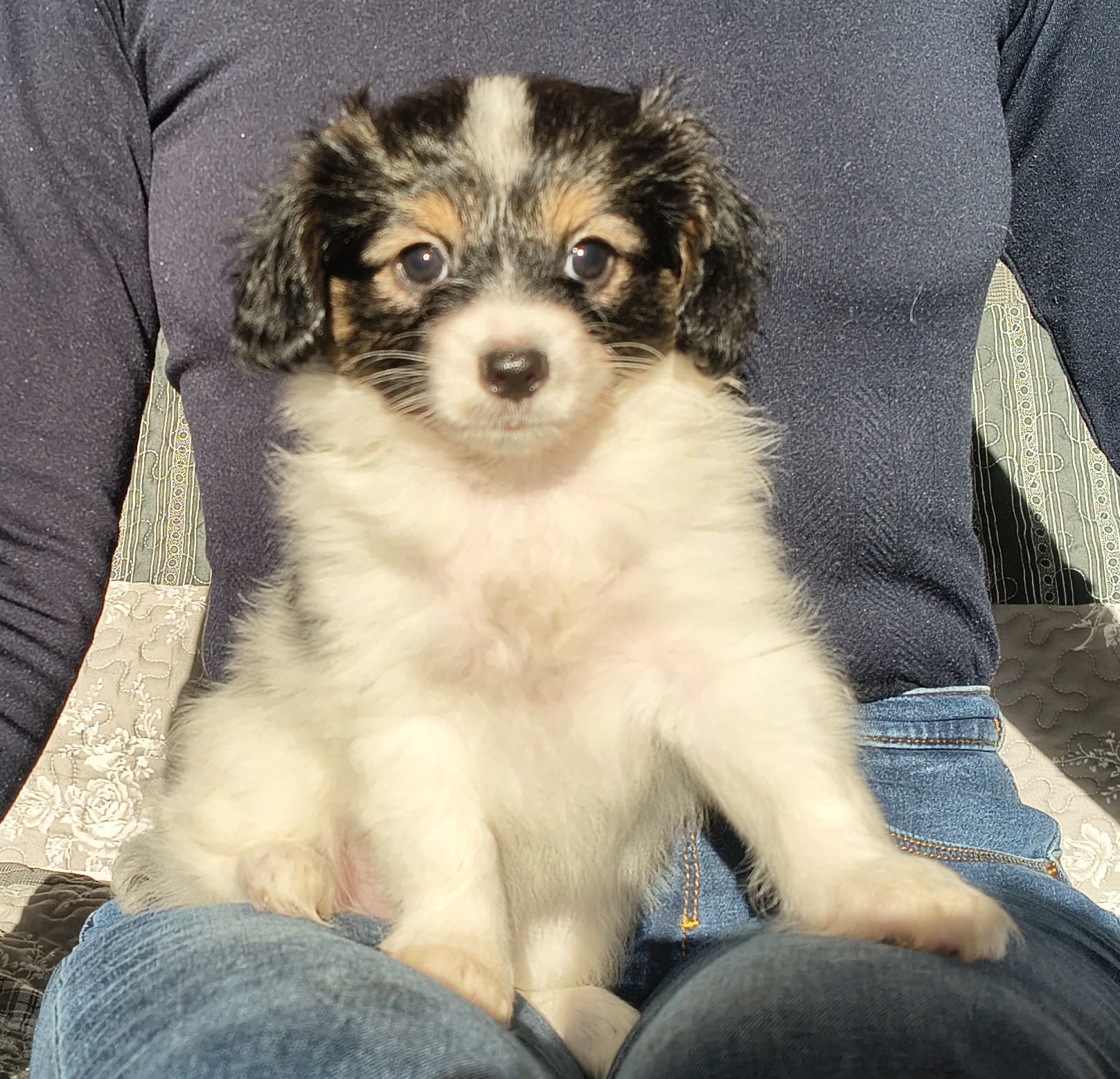 GONZALO-Abrazo-Alado-phalene-litter-G-2025-12-08-06