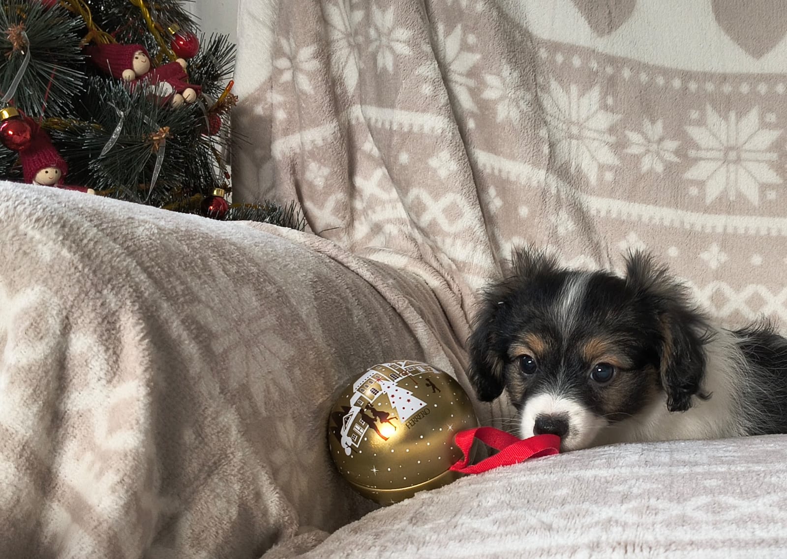 GONZALO-Abrazo-Alado-phalene-litter-G-2025-12-24