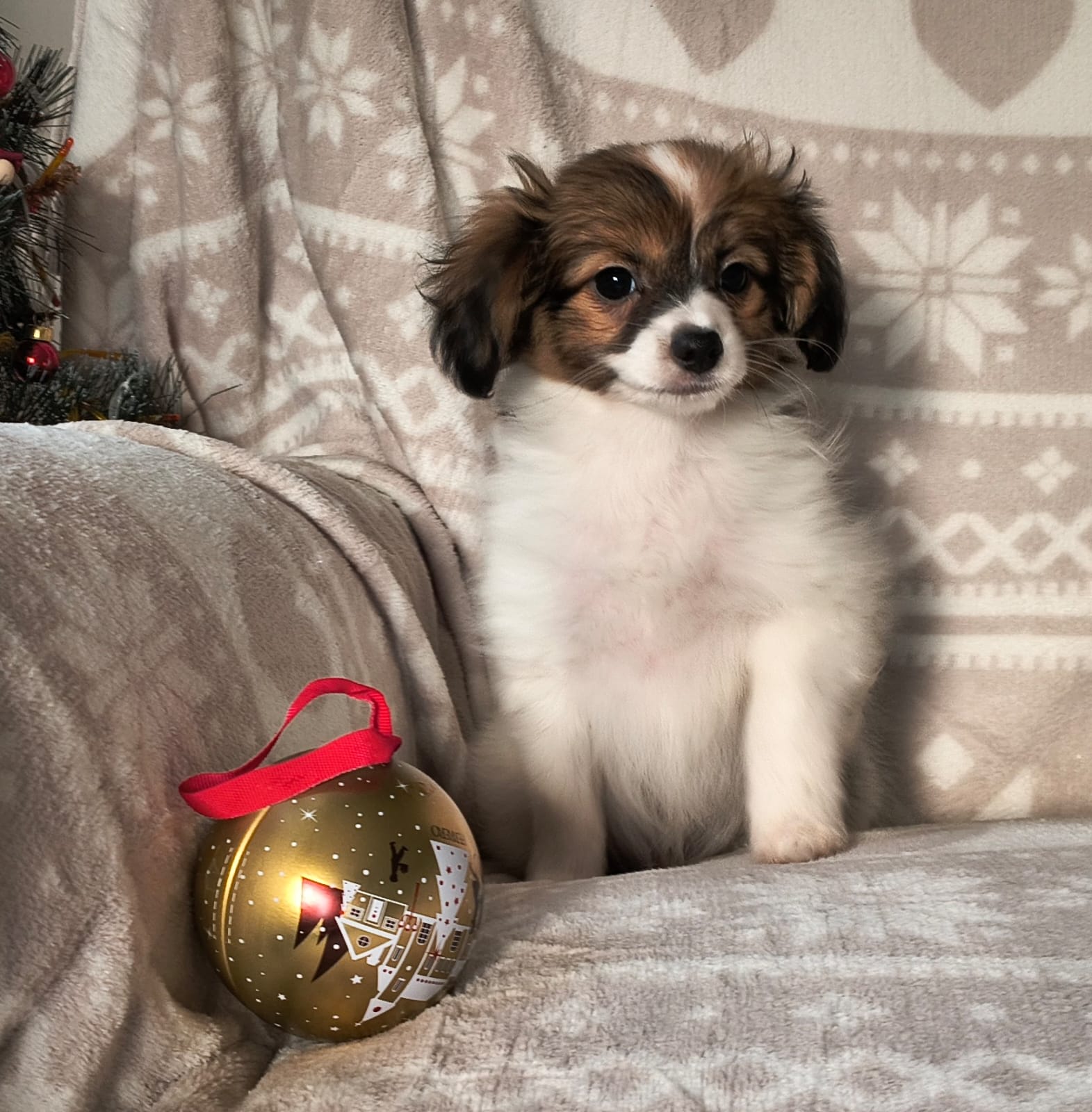 GUSTO-Abrazo-Alado-phalene-litter-G-2025-12-24