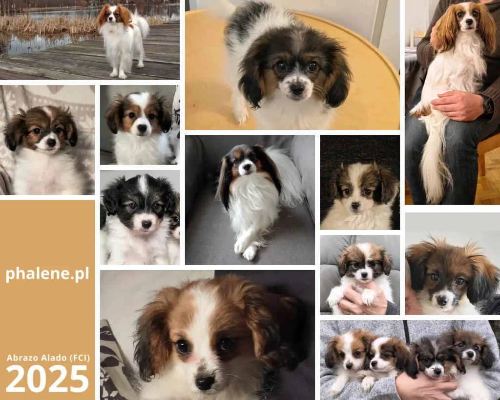 Abrazo-Alado-FCI-phalene-2025
