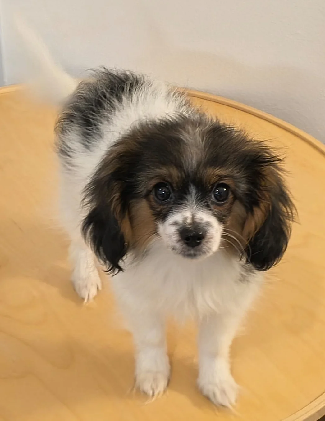 FELISSA-Abrazo-Alado-phalene-litter-G-2026-01