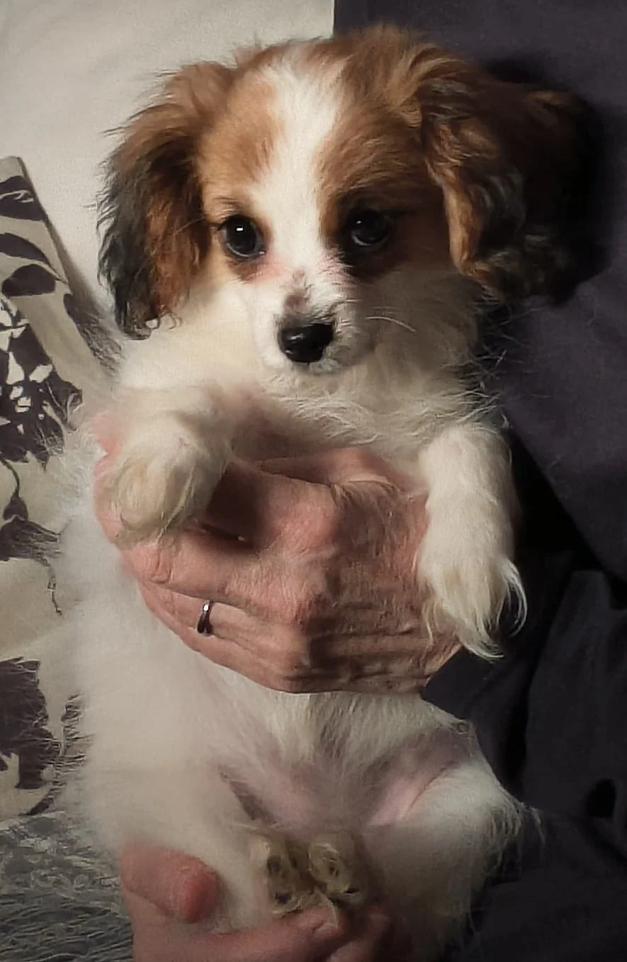 FORTUNA-Abrazo-Alado-phalene-litter-G-2026-01