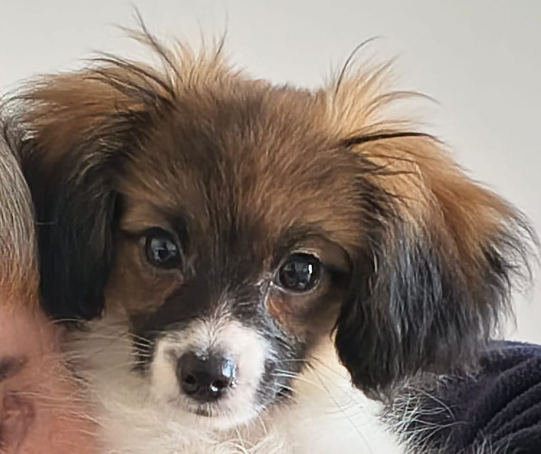 FRESEDO-Abrazo-Alado-phalene-litter-G