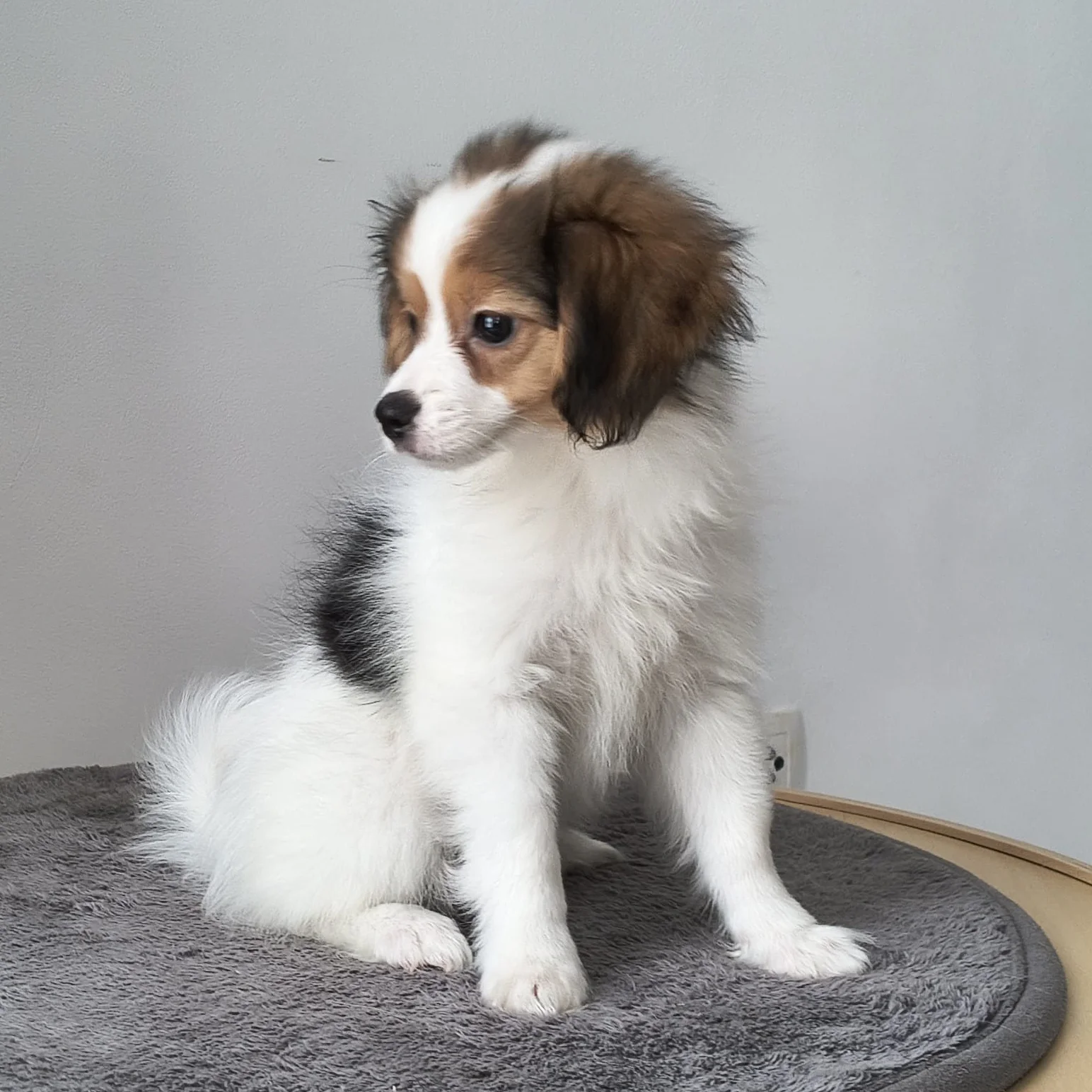 GERONIMO-Abrazo-Alado-FCI-phalene-litter-G-1