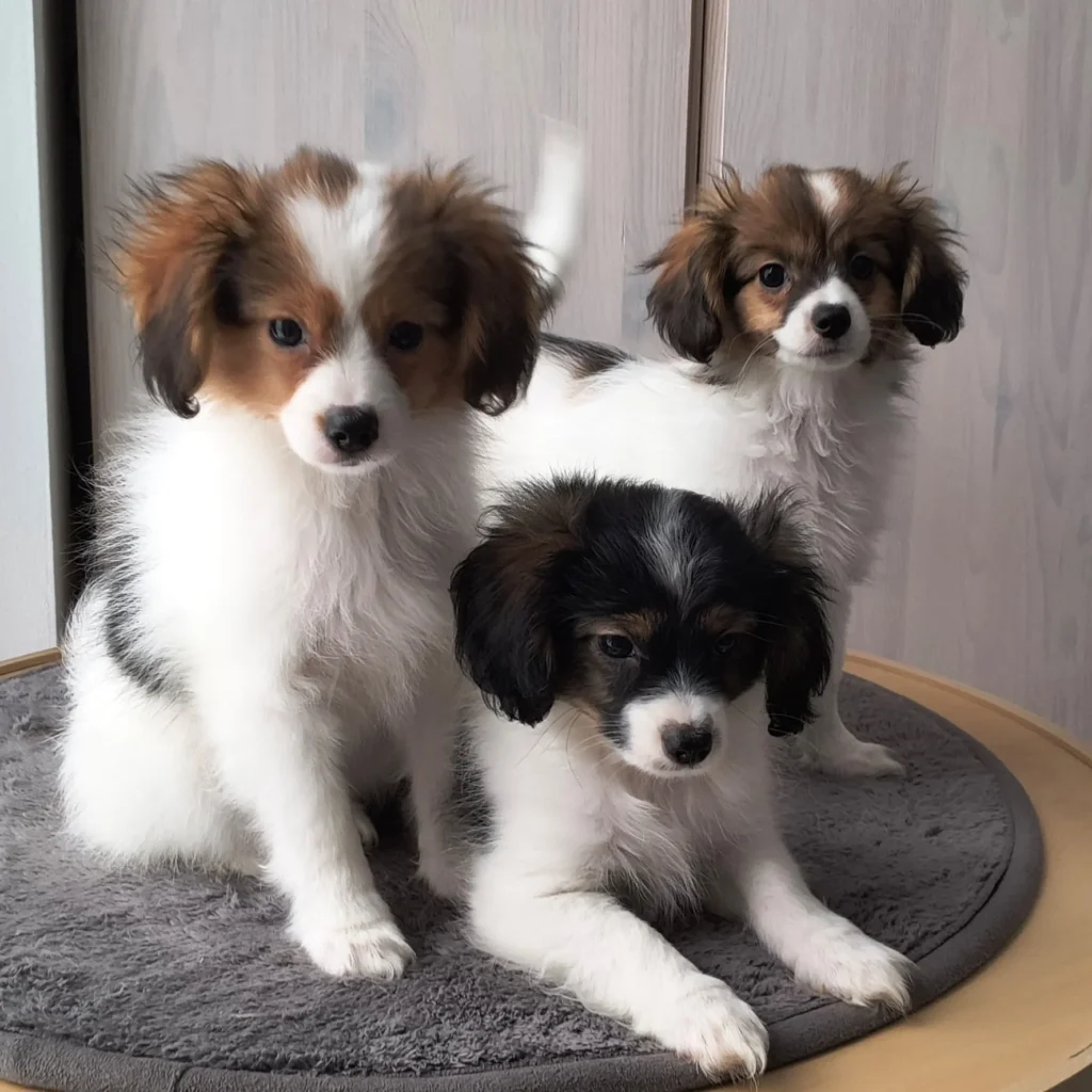 GERONIMO-Abrazo-Alado-FCI-phalene-litter-G