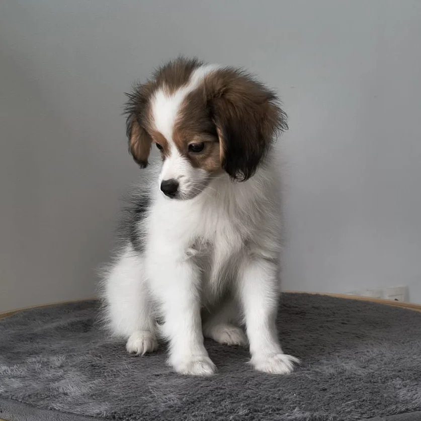 GERONIMO-Abrazo-Alado-FCI-phalene-litter-G-2