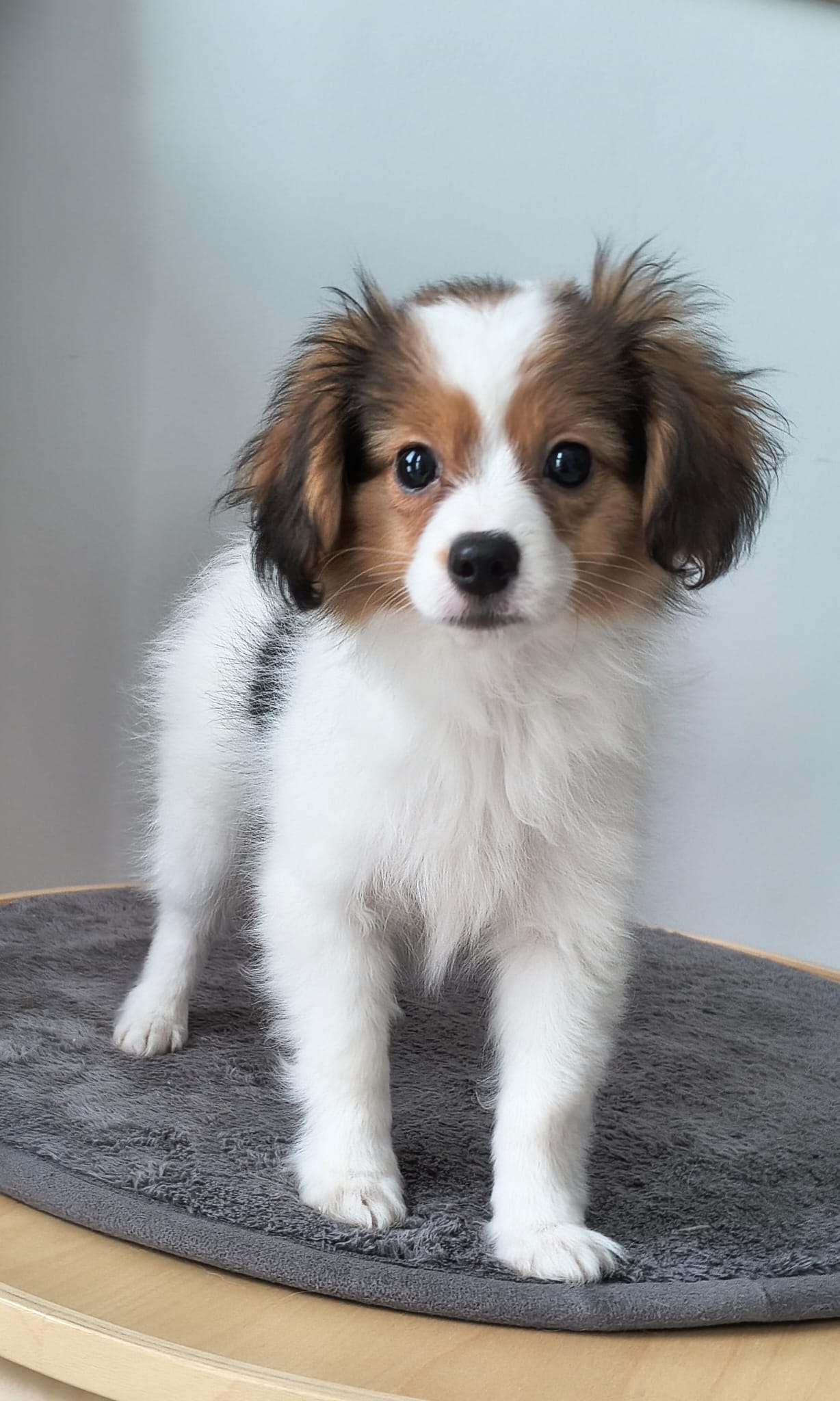 GERONIMO-Abrazo-Alado-FCI-phalene-litter-G-3