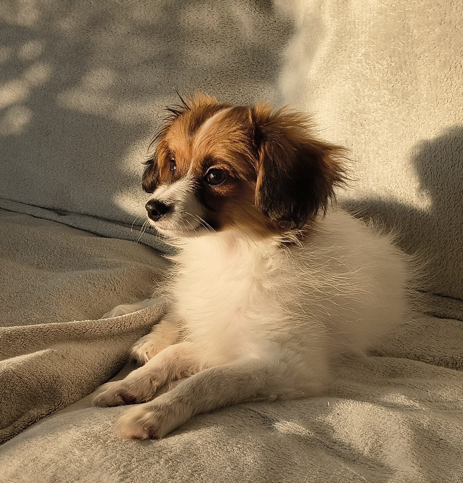 GUSTO-Abrazo-Alado-FCI-phalene-litter-G-01