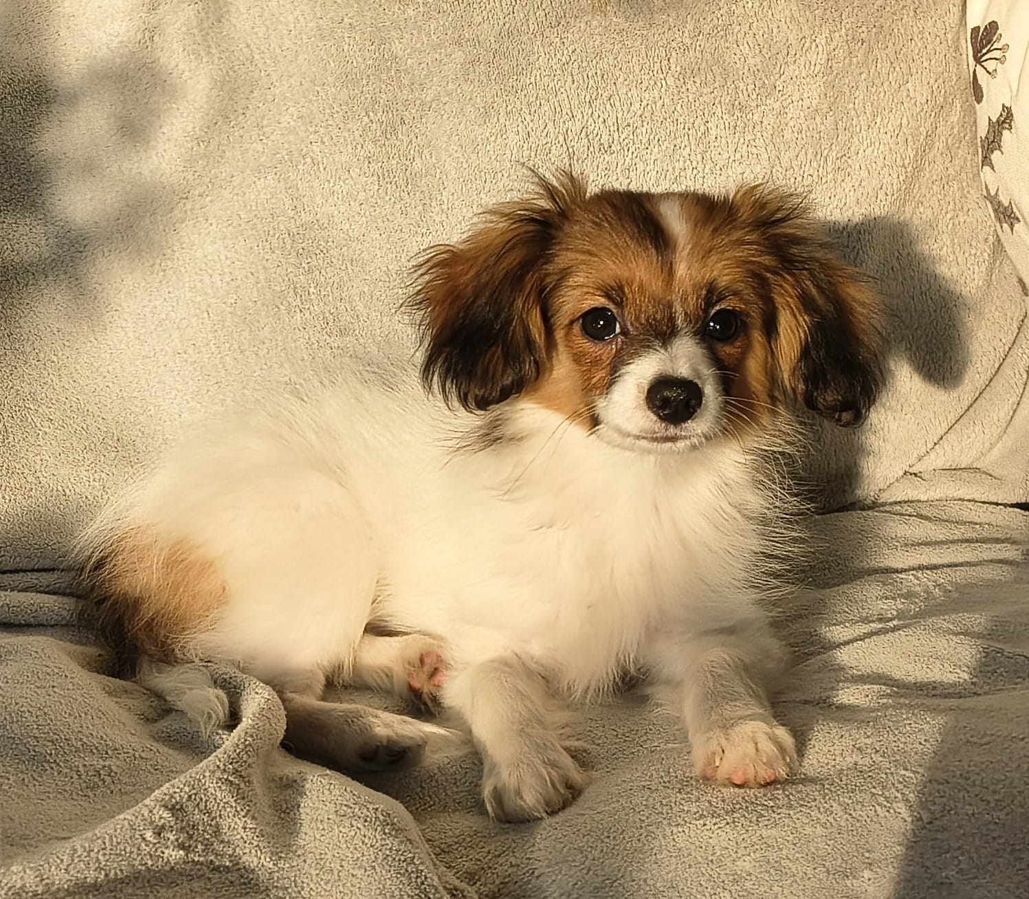 GUSTO-Abrazo-Alado-FCI-phalene-litter-G-02