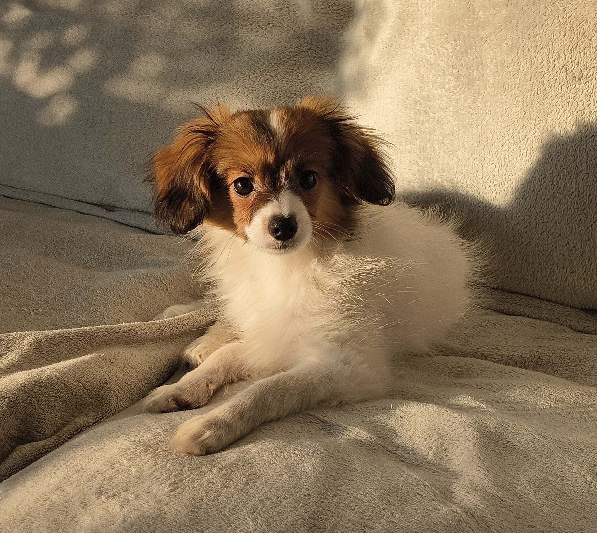 GUSTO-Abrazo-Alado-FCI-phalene-litter-G-03