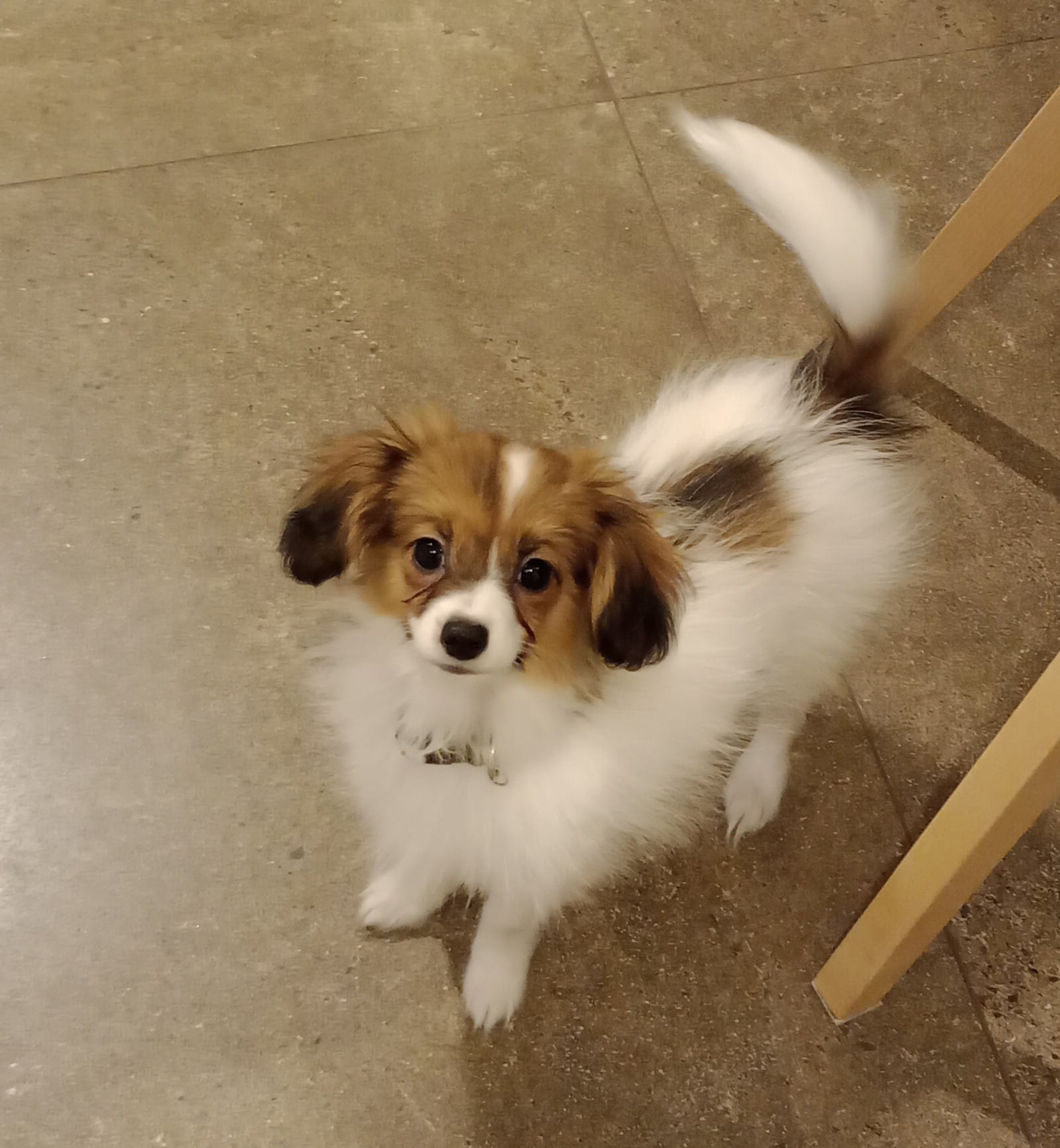 GUSTO-Abrazo-Alado-FCI-phalene-litter-G-2026-02-04