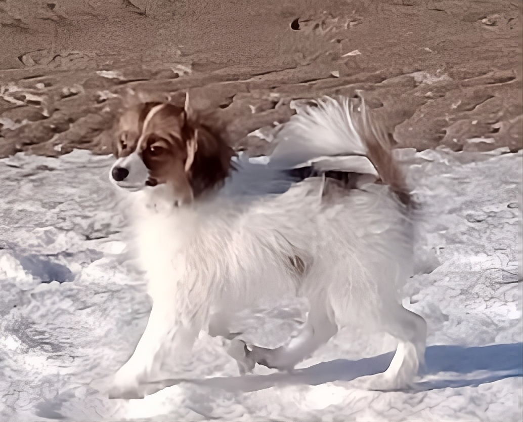 GUSTO-Abrazo-Alado-FCI-phalene-na-plazy