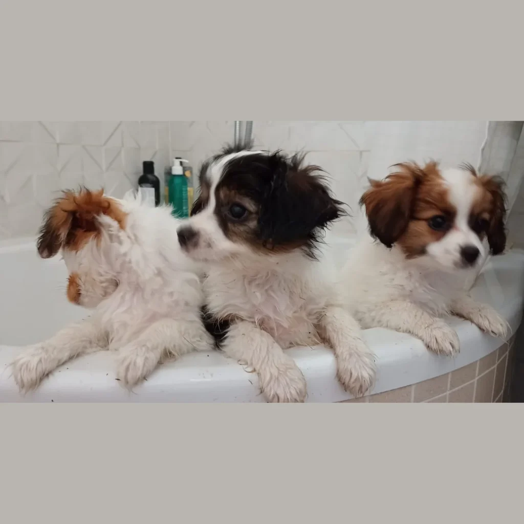 Abrazo-Alado-phalene-litter-D-2023-06-21