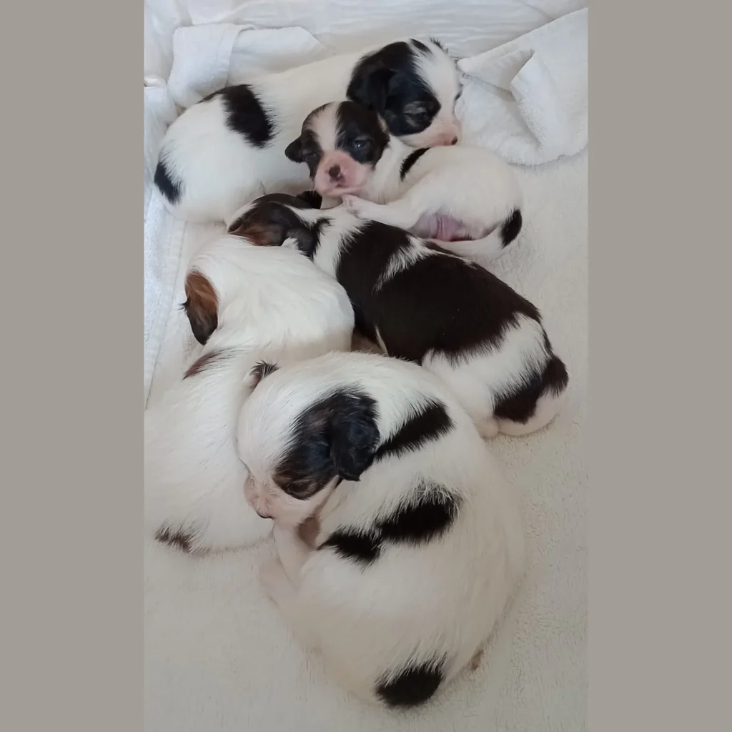 Abrazo-Alado-phalene-litter-E-2024-08-12