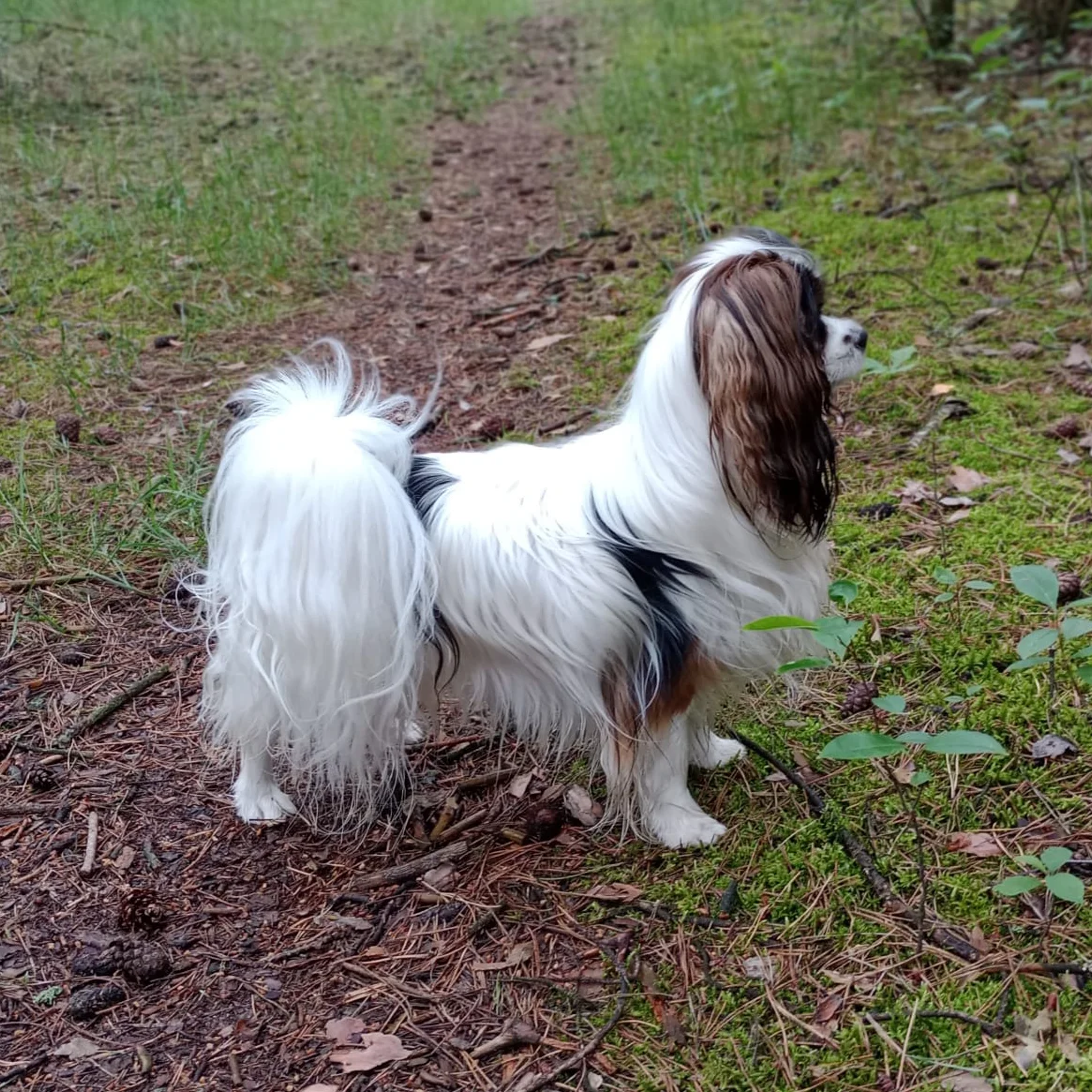 Dhramina-Abrazo-Alado-FCI-halene