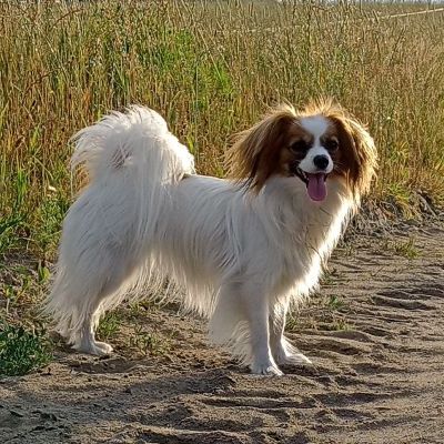 Outdoor-Continental-Toy-Spaniel-Phalene