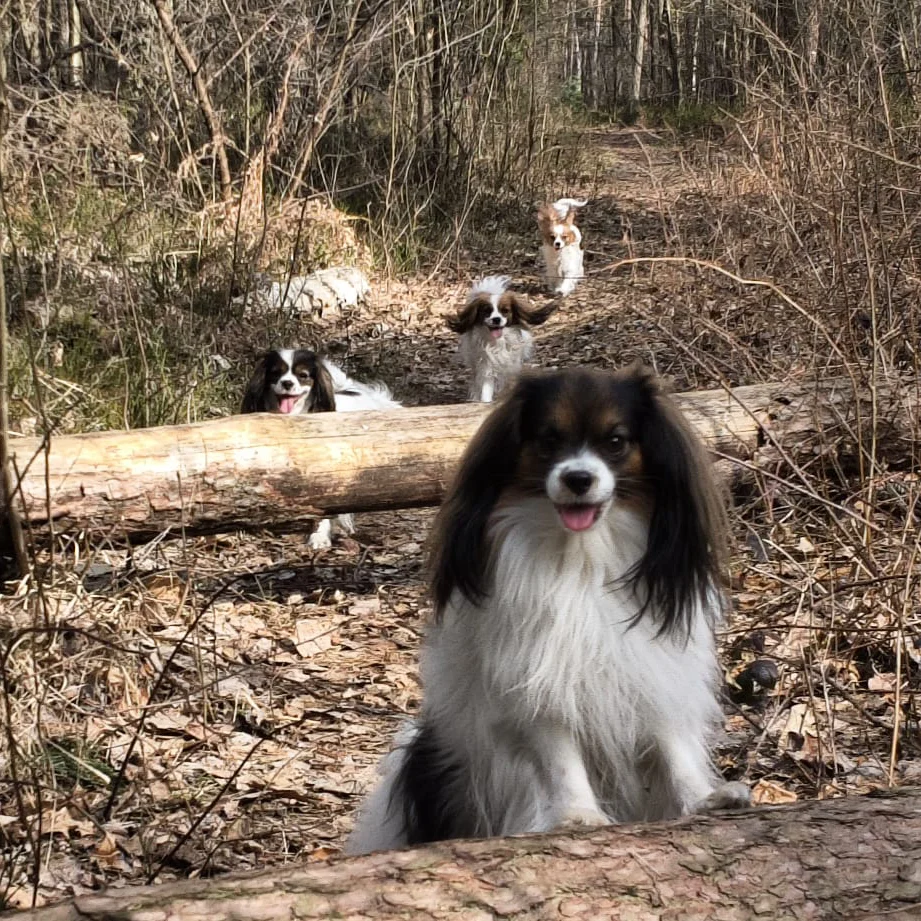 Reproduktor Phalene TARIK Lovely Tina - Abrazo Alado