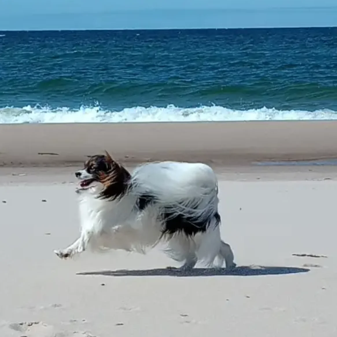 Tarik-Abrazo-Alado-FCI-halene