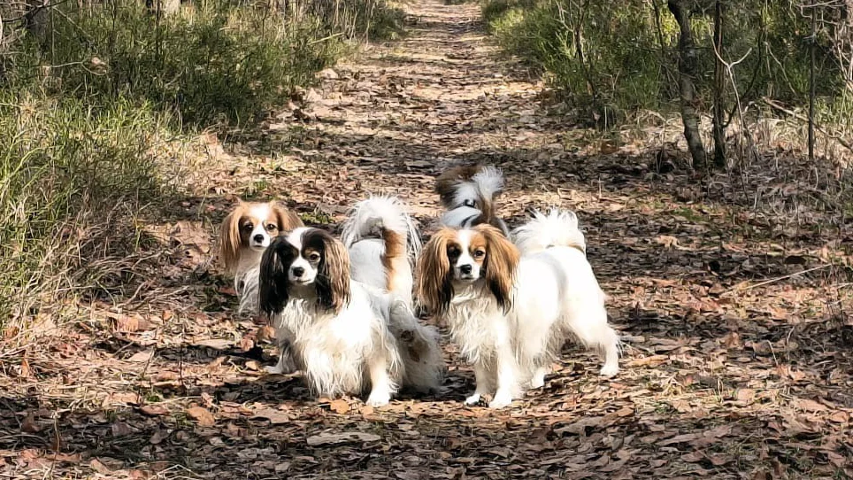 rasa-phalene-rozne-umaszczenie-Abrazo-Alado-FCI