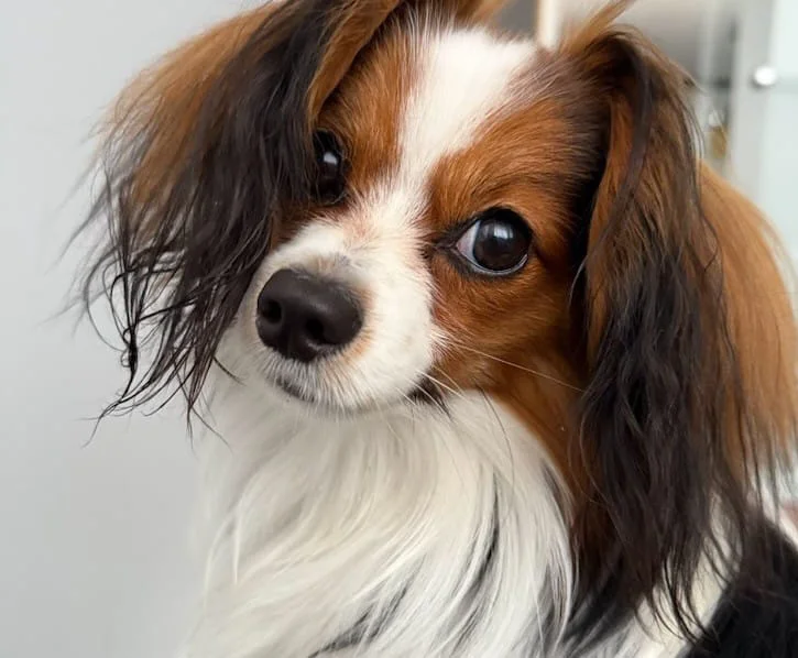 Abrazo Alado FCI ENRIQUE fot. Pan Mariusz