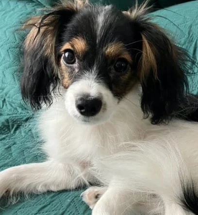 Abrazo Alado FCI GONZALO: fot. Pani Ania, Białystok